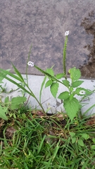Heliotropium