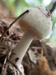 Amanita lavendula