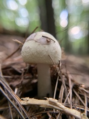Amanita lavendula