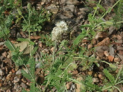 Dalea albiflora