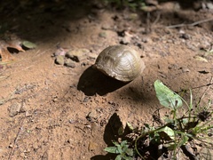 Terrapene carolina triunguis