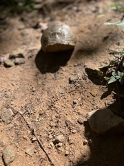 Terrapene carolina triunguis