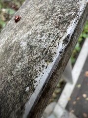 Euceraphis