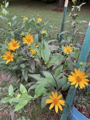 Helianthus divaricatus