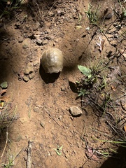 Terrapene carolina triunguis