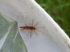 Limnephilus