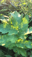 Heracleum sosnowskyi