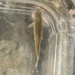 Campostoma