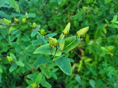 Hypericum ascyron