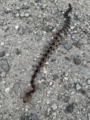 Crotalus horridus
