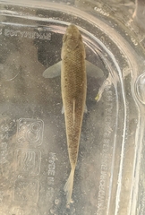Campostoma