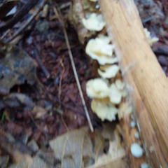 Favolus brasiliensis