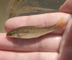 Campostoma