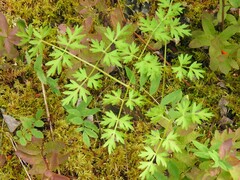Cnidium cnidiifolium