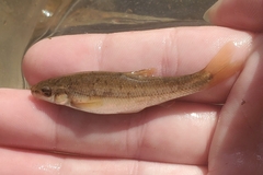 Campostoma