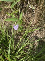 Centrosema virginianum