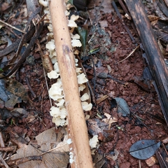 Favolus brasiliensis