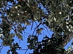 Baeolophus inornatus