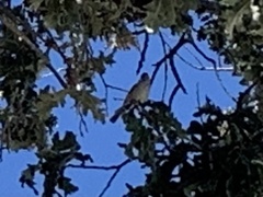 Baeolophus inornatus