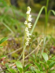 Goodyera repens