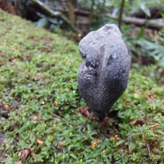 Xylaria polymorpha