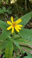 Helianthus strumosus