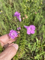 Agalinis fasciculata