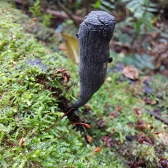 Xylaria polymorpha