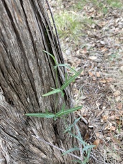 Passiflora tenuiloba