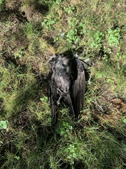 Corvus