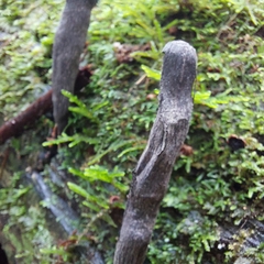 Xylaria polymorpha
