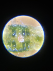 Euceraphis