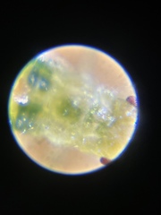 Euceraphis