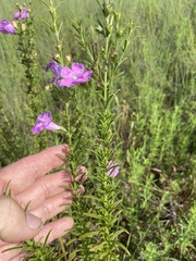 Agalinis fasciculata