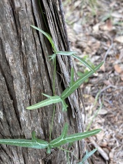 Passiflora tenuiloba