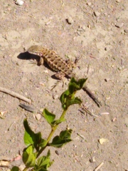 Sceloporus occidentalis bocourtii