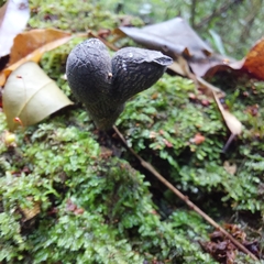 Xylaria polymorpha