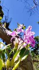 Cattleya
