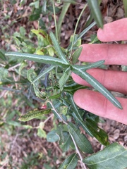 Passiflora tenuiloba