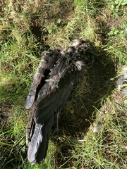 Corvus