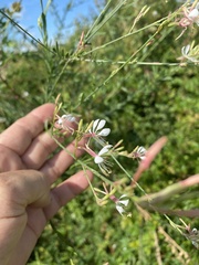 Oenothera filiformis