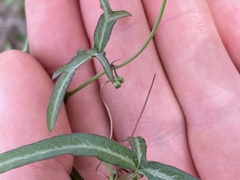 Passiflora tenuiloba