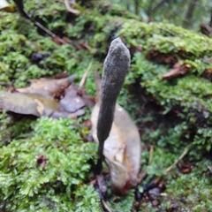 Xylaria polymorpha