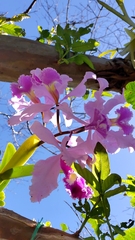 Cattleya