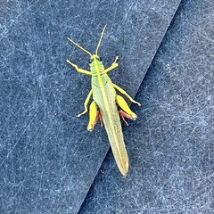 Schistocerca lineata