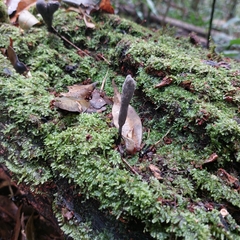 Xylaria polymorpha