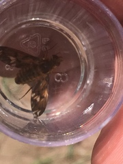 Poecilanthrax arethusa