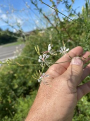 Oenothera filiformis
