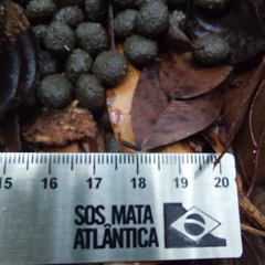 Sylvilagus brasiliensis