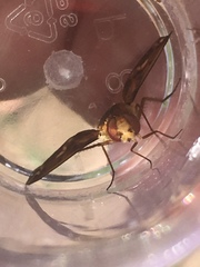 Poecilanthrax arethusa